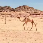 بكره ابو جمل سودني وامه بنات شهين بشير