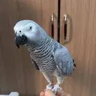 ببغاء كاسكو سوبر جامبو ما شاء الله
