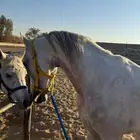 اعلان حصان للبيع تبوك