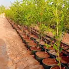 سدر بلدي للبيع العدد 20الف حبه