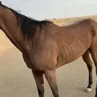 فرس للبيع انقليزيه سباقات العمر 5 شرط السلامه وعندي مقاطع