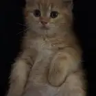 قطه للبيع 200