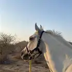 خيل شعبي لون الاصفر