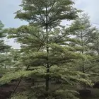 اشجار و شجيرات بأسعار الجمله