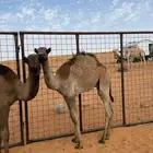 حشو طيبه