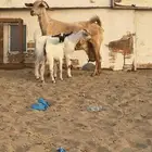 عنز معه اثنين