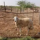 تم البيع