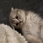 قطة سكوتش فولد للبيع