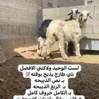 رخل بلديه نجران