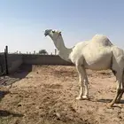للبيع بعير رماني