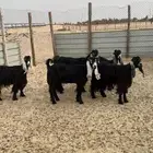 حلال منوة القناي