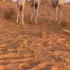 عمره 4 شهو