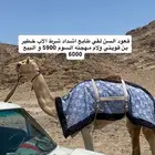 قعود