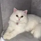 قطة للتبني