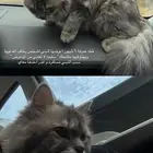 قطه للتبني