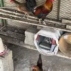 دجاج عربي ترثه اصيل