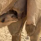 ناقه خلفه تحتها بكره طيبه بالحليب ونفسها ومحالبها شرط