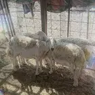 ضان حيل