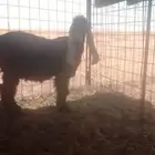 تيس عارضي مشروع فحل جرم و راس الي بيؤسس امراح عمره 3شهور نص