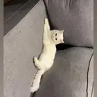 قط شيرازي