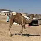 قعود البييع