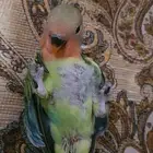 فرخ روز