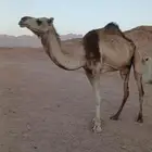 ناقه خلفه