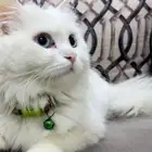 قطط للبيع