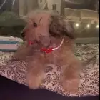 انثا لعوبه على السوم لا يجي الا الجاد