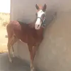 مهر جزيري  شعبي