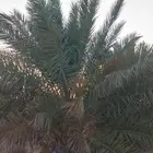 نخل صقعي