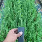 شتلات هجليج مراكن ذكيه هوإيه الطول من 50 إلى 70 سنتي