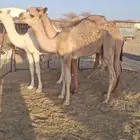 حشو قصب