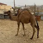 حشو قعدان