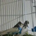 جوز حب هولندي