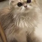 انثى برتش للبيع