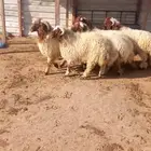 ذبايح وطليان حريات ونعيم كفو