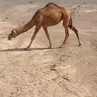 مطلوب ناقه ساحليه ملاقي