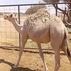 حاشي لباني