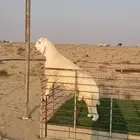 مشروع فحل فاخر صنف