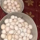 بيض بلدي طازج