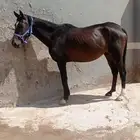 للبيع الفرس
