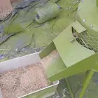 جراشات القرشي