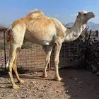 ركبي للبيع