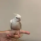 كروان بينو