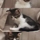 قطه كيتن صغيره للتبني