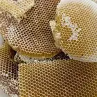 عسل سدر صافي مشروط 3 كيلو (سدرة رجال المع) السوم 900 ريال