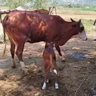 بقره للبيع