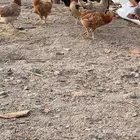 دجاج بياض