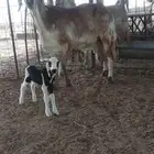 شاه معا رخال اللبيع